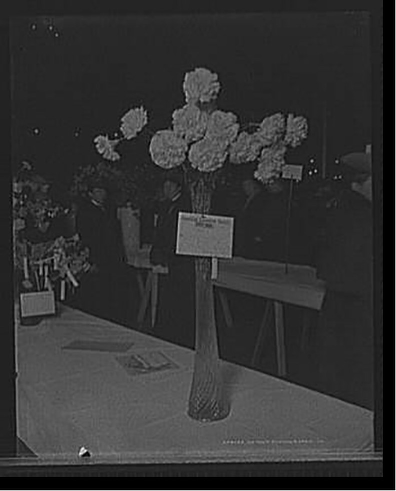 [Detroit, Mich., American Carnation Society Exhibition, 1st prize, J.B. Valentine], [between 1900 and 1905] — historic photograph