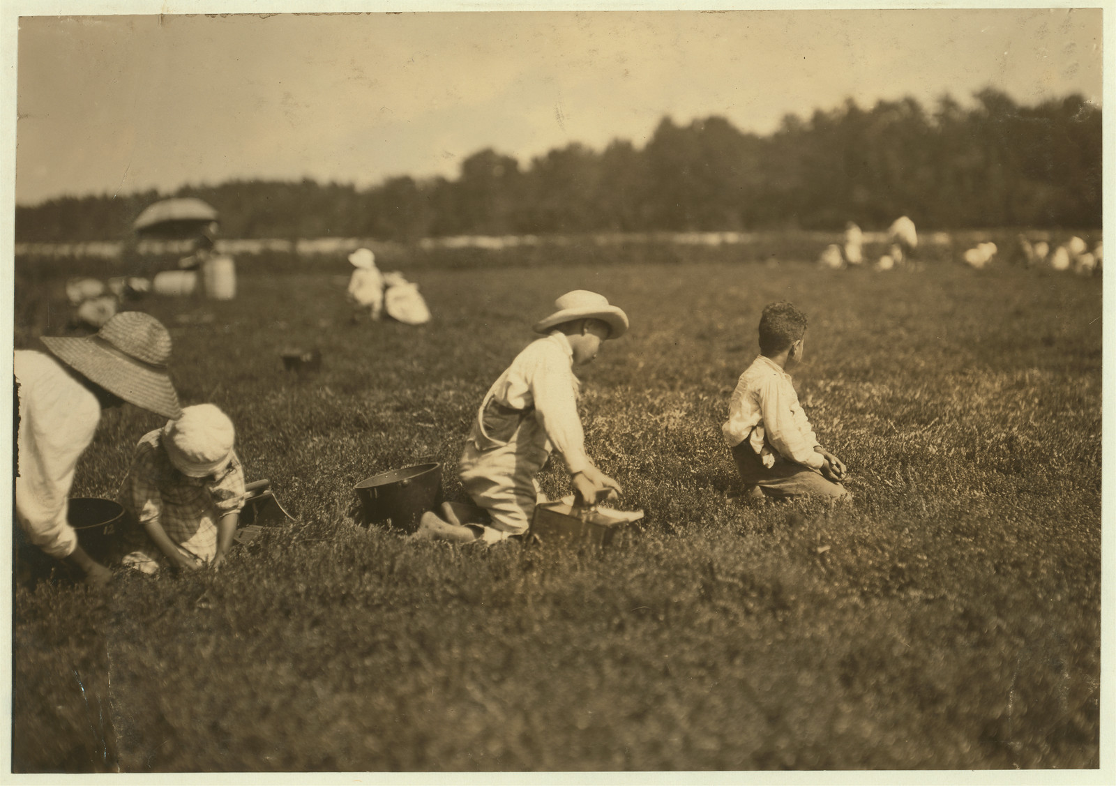 Mother and three children - Roderez family, E. Falmouth, Mass. James - 8 years; Manuel 5; Marion, the baby, 4. They pick 28 measures a day. Mother sayd, "We can't pick fast cause the baby is too fussy." Location: Falmouth - Baker Bog, Massachusetts., 9 1911 — historic image