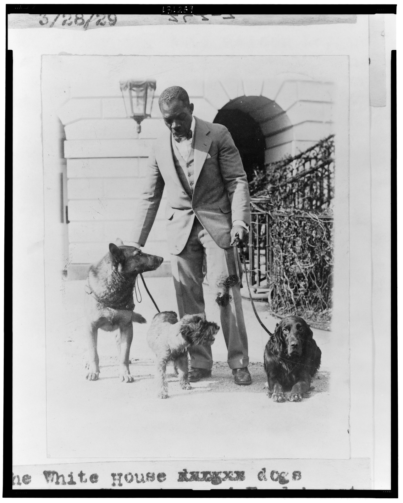 The White House dogs King Tut, Whoopie, and Englehurst Gillette, 1929 March 29. — historic photograph
