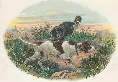 Two hunting dogs in a grassy field at sunset
