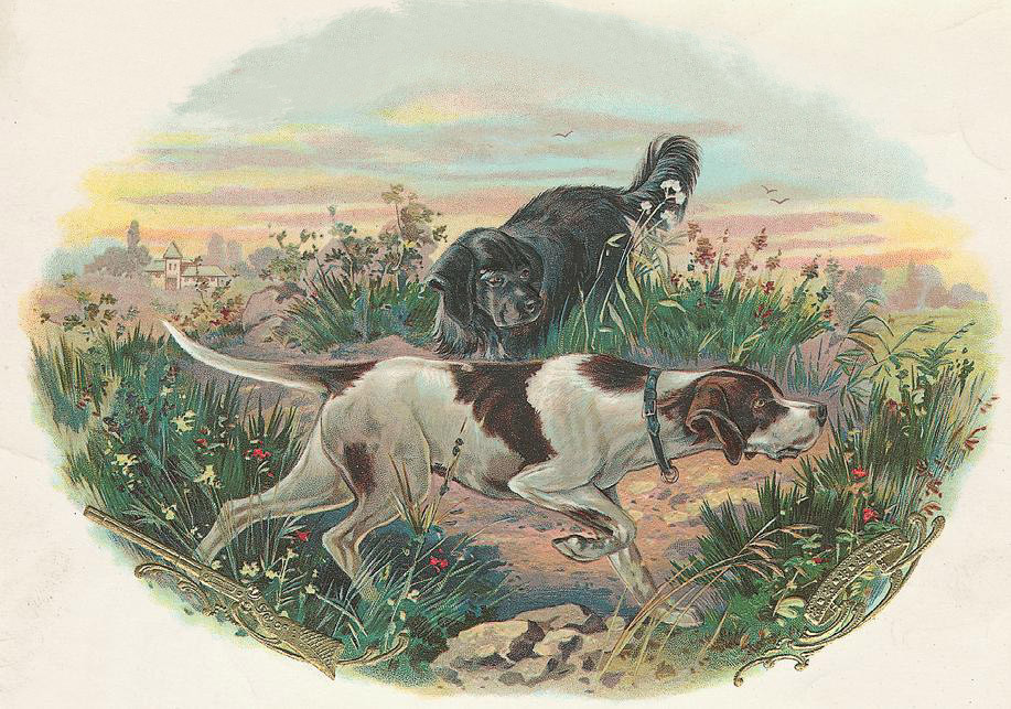 Two hunting dogs in a grassy field at sunset — historic image