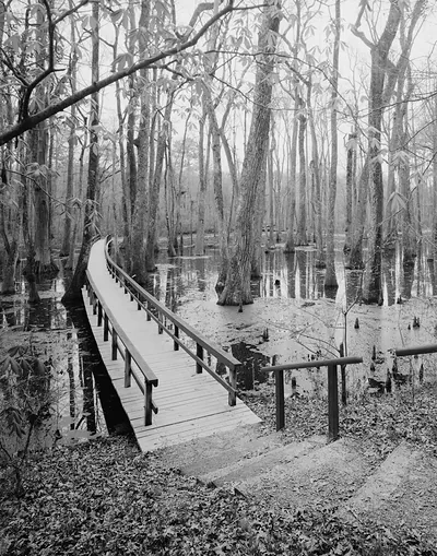 Wooden boardwalk through a cypress swamp, black and white photograph
