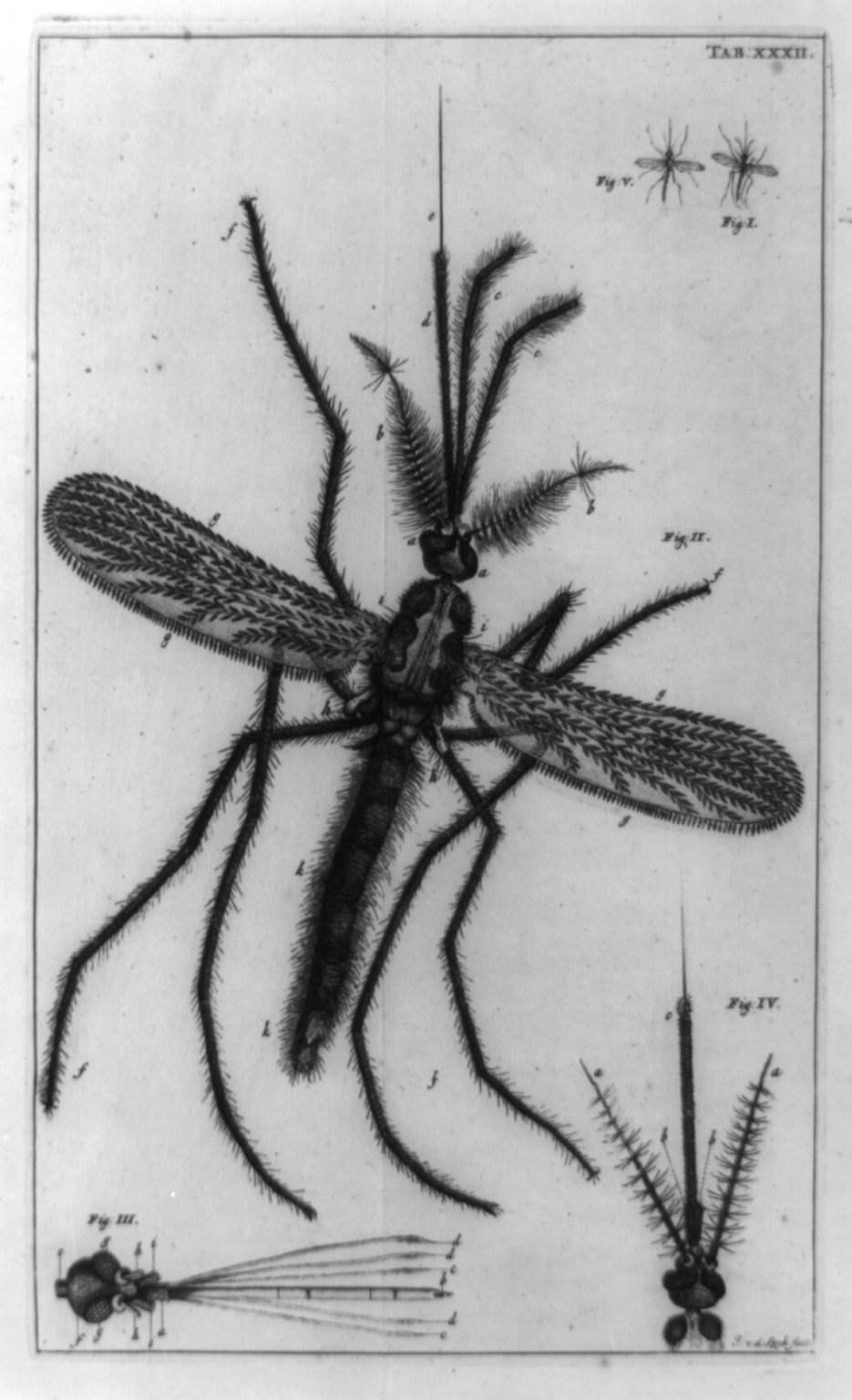[Male gnat, with details of two heads, and two smaller gnats, as seen through a microscope], [published between 1737 and 1738] — antique engraving