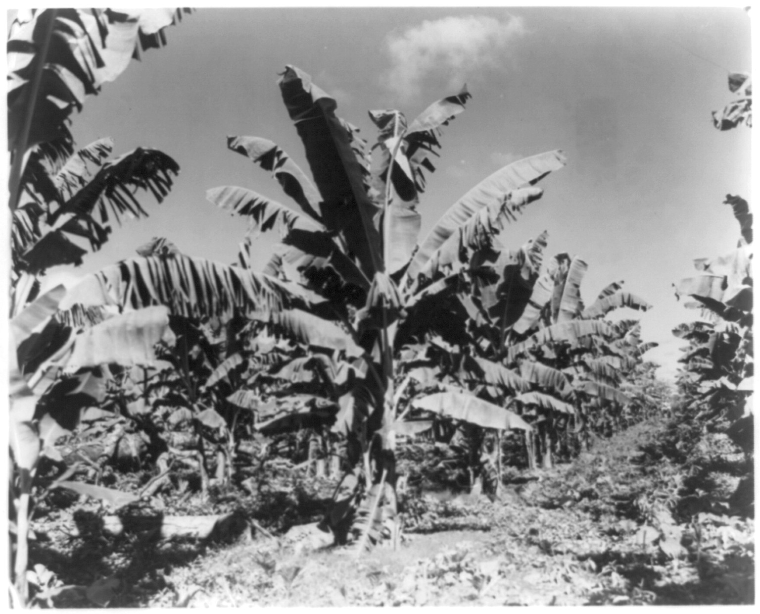 [Central America], 1948 — historic photograph