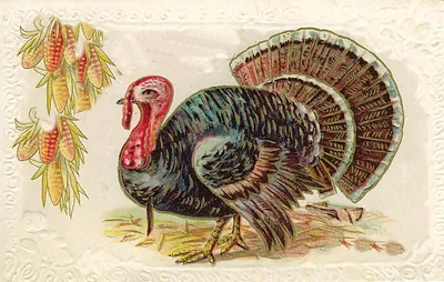 Embossed Thanksgiving postcard with turkey and corn