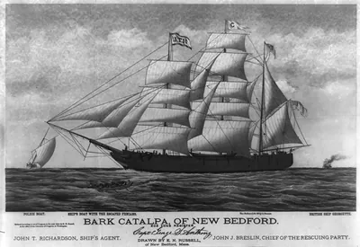 Bark Catalpa, of New Bedford