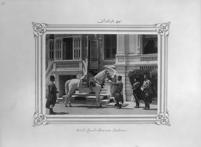 [A German horse named Asil] / Constantinople, Abdullah Frères.