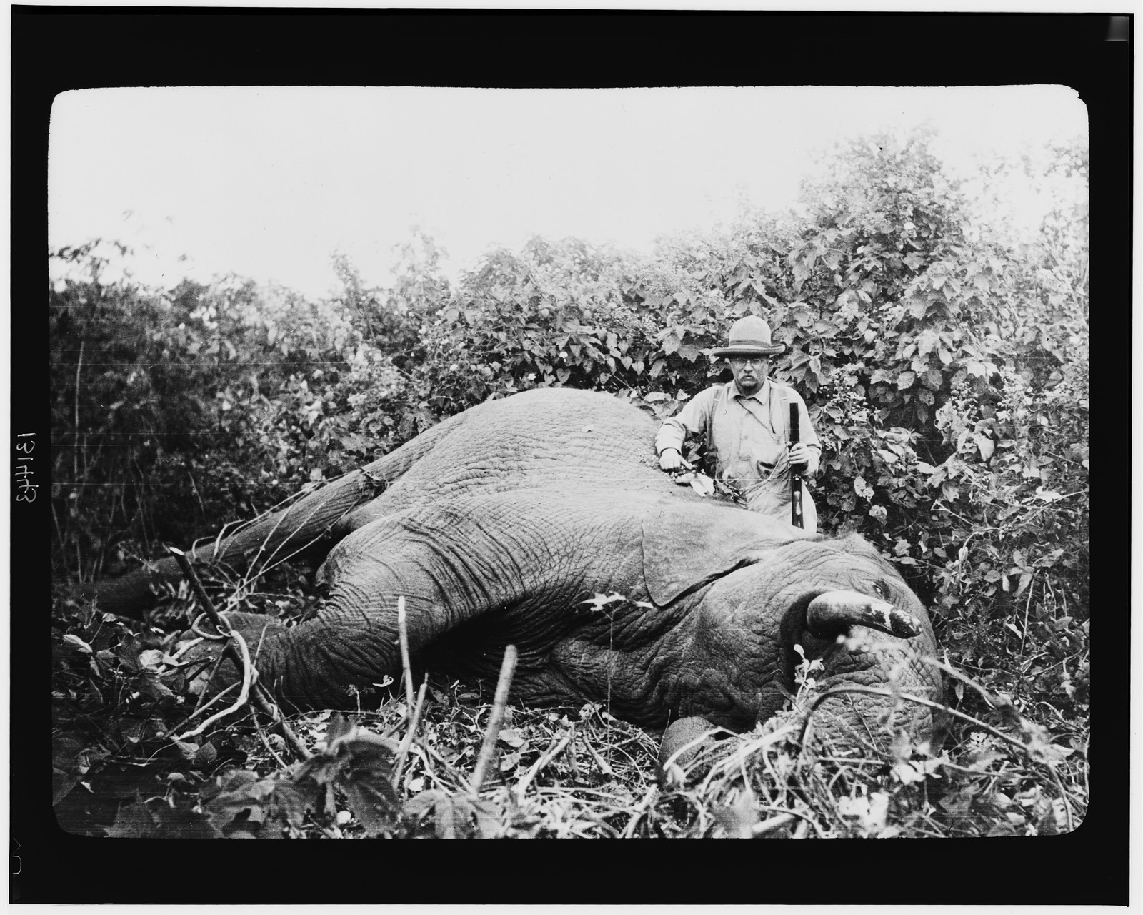 [Theodore Roosevelt, three-quarter length portrait, standing next to dead elephant, holding gun, probably in Africa] / Edward Van Altena, N.Y.C., [ca. 1909 to 1919] — historic image