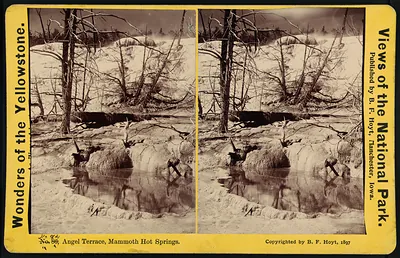Angel Terrace Mammoth Hot Springs