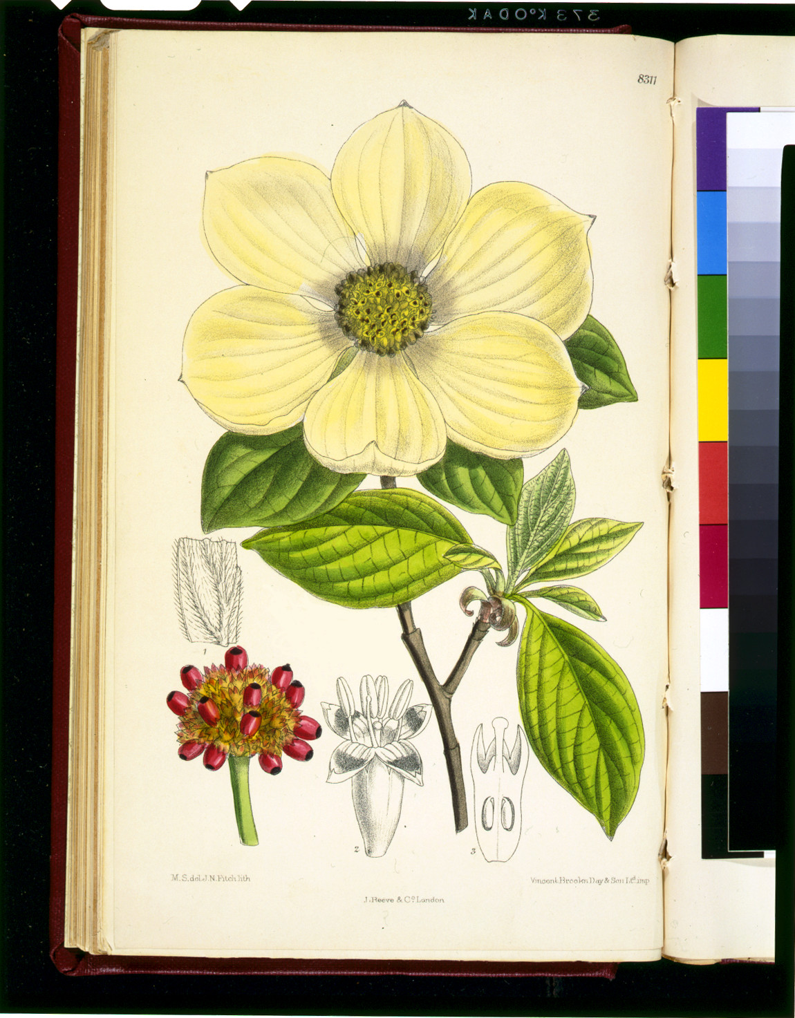 [Cornus nuttallii] / M.S. del., J.N. Fitch, lith. ; Vincent Brooks, Day & Son Ltd. imp., [published 1910] — antique lithograph