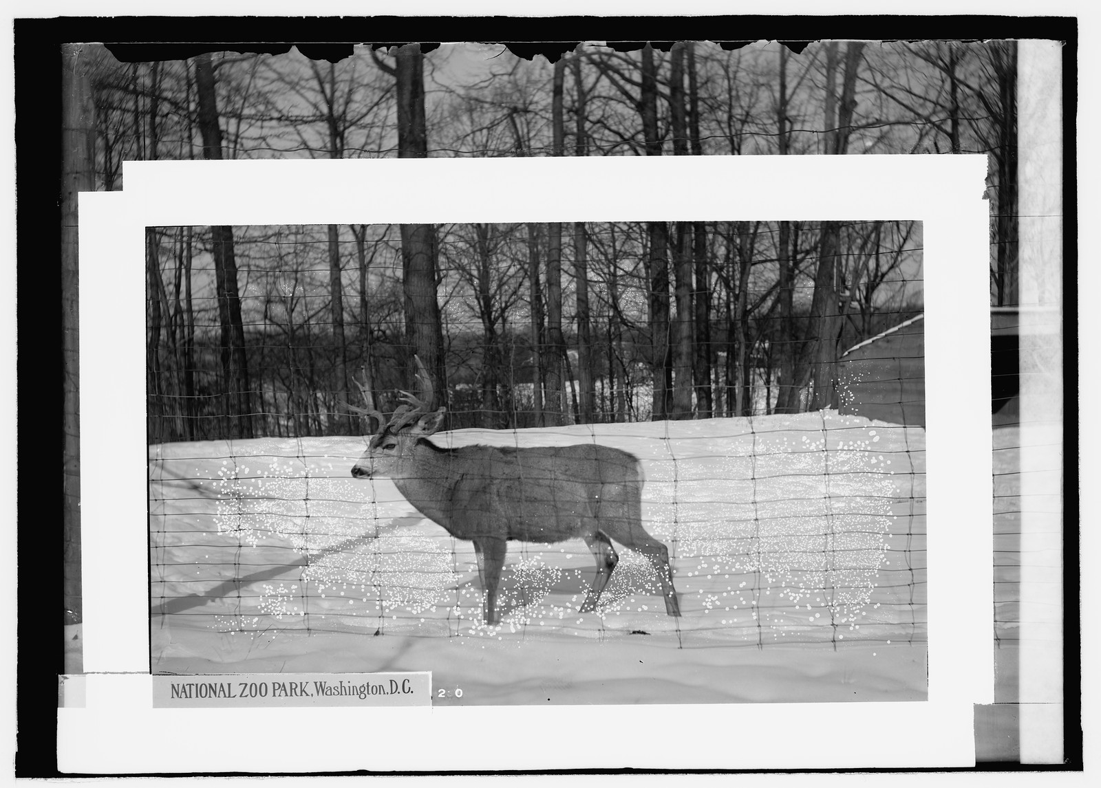 National Zoo Park, Washington, D.C.: deer, [between 1909 and 1923] — historic photograph