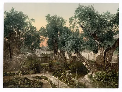 Garden of Gethsemane Jerusalem Holy Land
