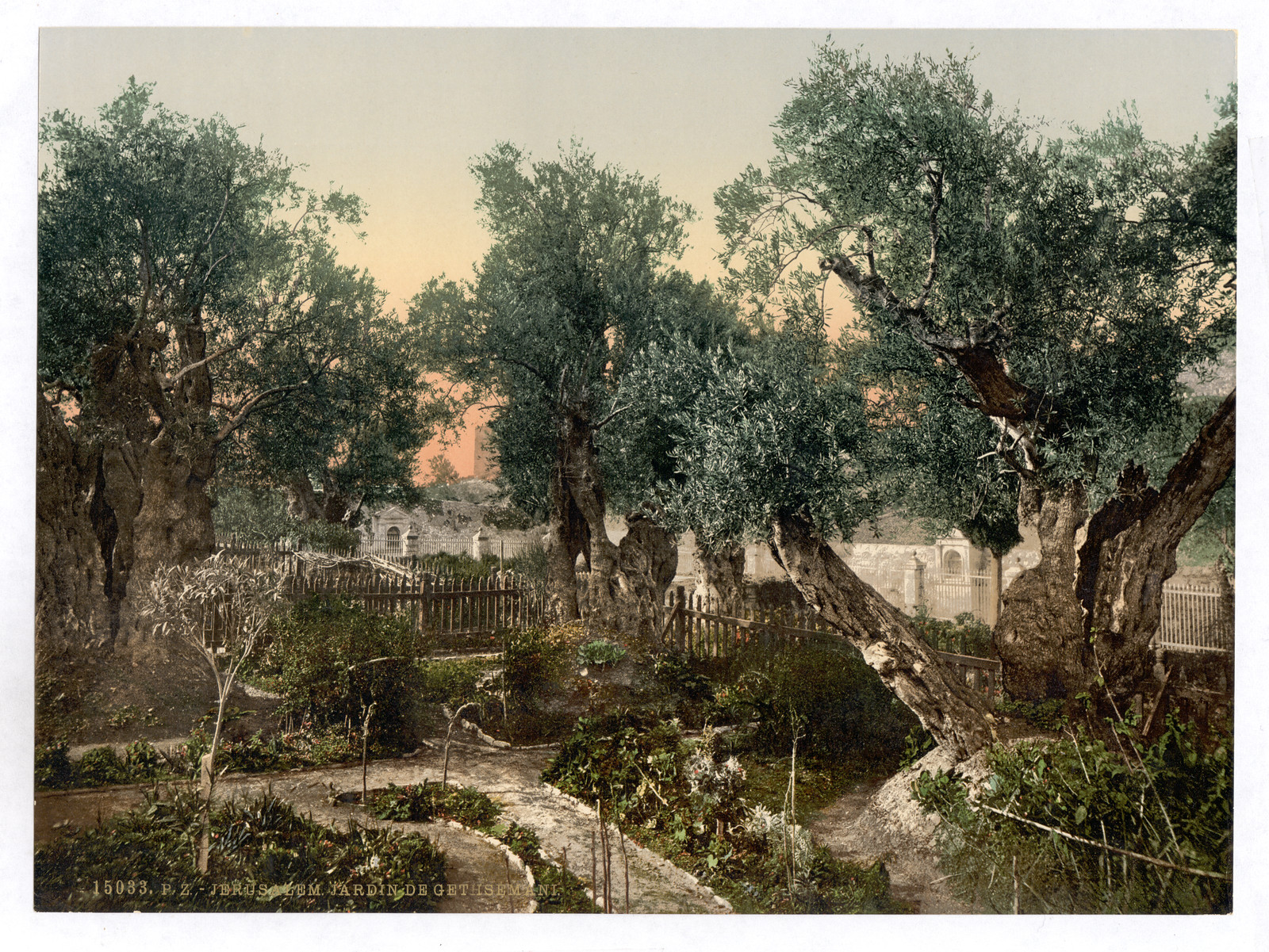 Garden of Gethsemane Jerusalem Holy Land, [between ca. 1890 and ca. 1900] — historic print
