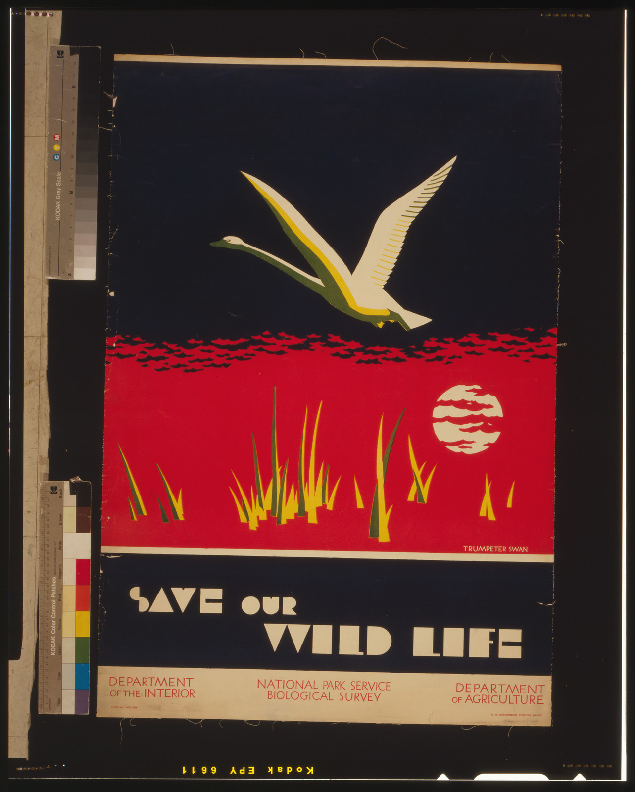 Save our wild life / Dorothy Waugh., [between 1930 and 1940] — vintage poster