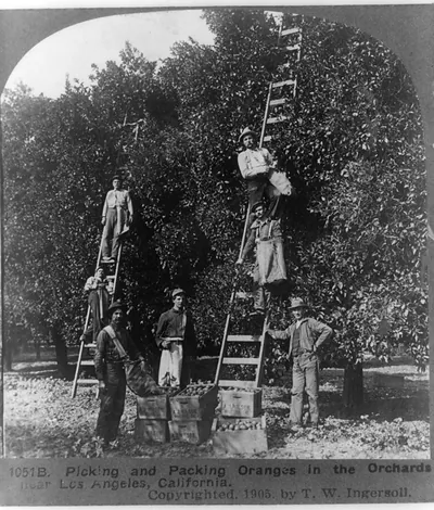 Picking and packing oranges in the orchards, near Los Angeles, California