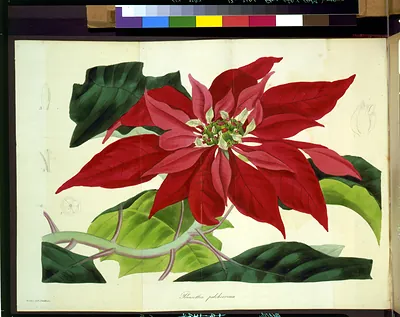 Poinsettia pulcherrima / Holden delt. ; Smith sc.