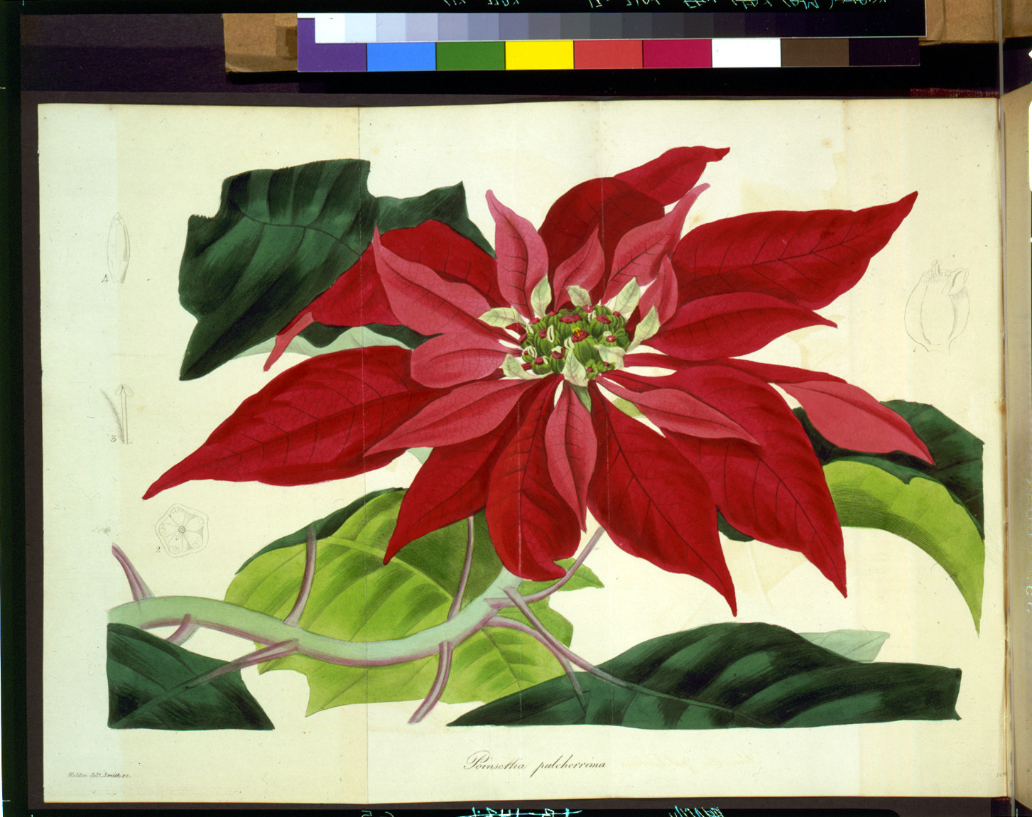 Poinsettia pulcherrima / Holden delt. ; Smith sc., London : Published by W.S. Orr & Co., 1838. — historic print