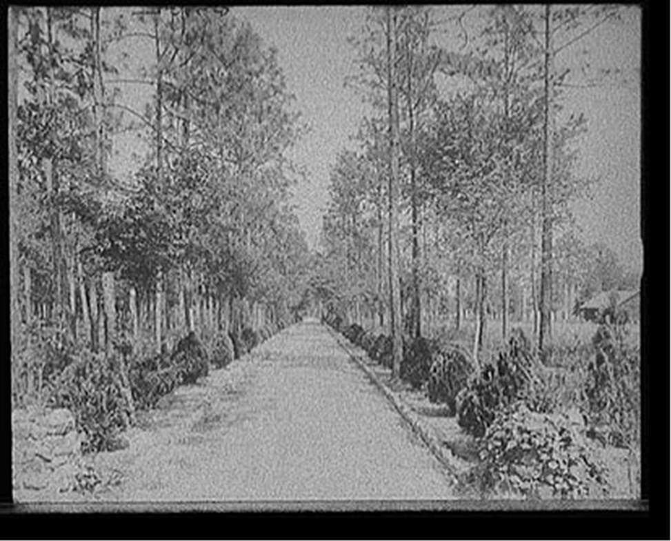 [Avenue to grotto, Spring Hill College, Mobile, Alabama], [between 1900 and 1915] — historic photograph