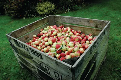 New Forest Cider Apples