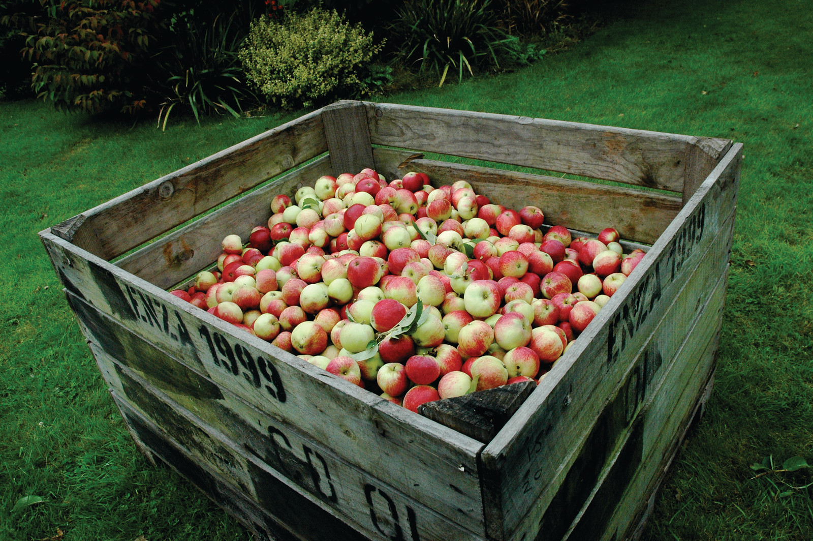 New Forest Cider Apples — historic image