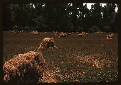 Typical southeastern Georgia farm with newly harvested field of oats
