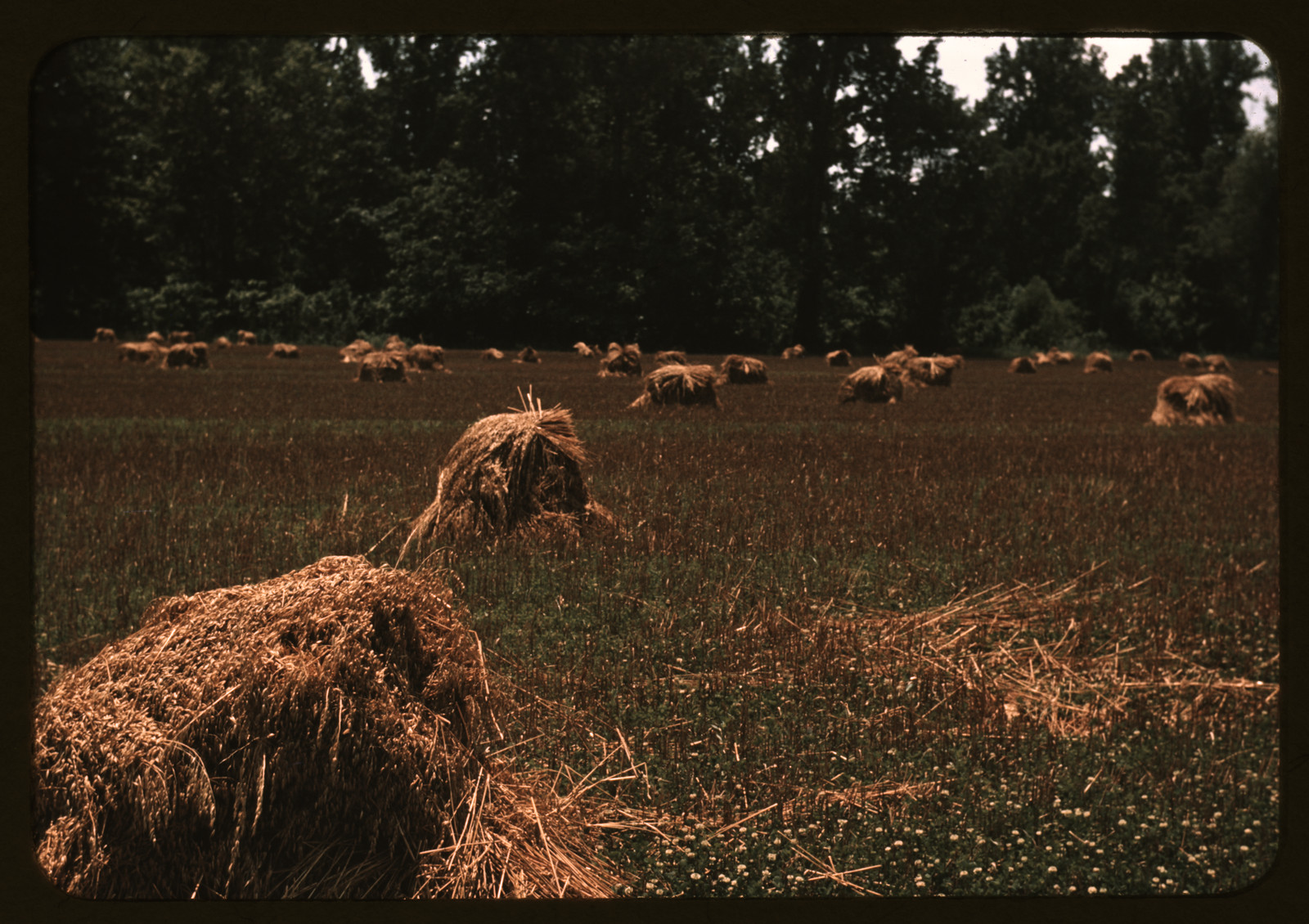 Typical southeastern Georgia farm with newly harvested field of oats — historic image