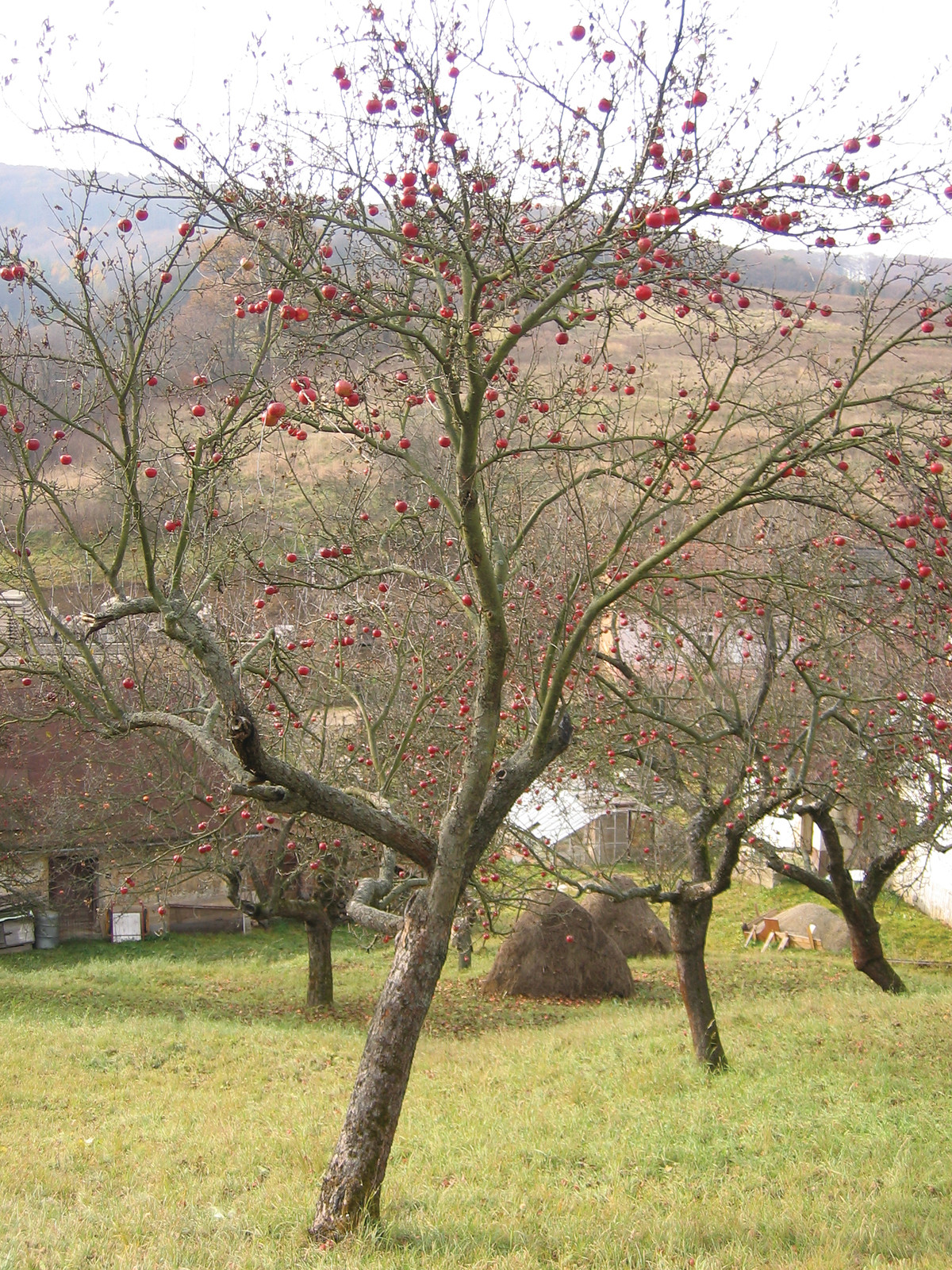 Apple tree — historic image