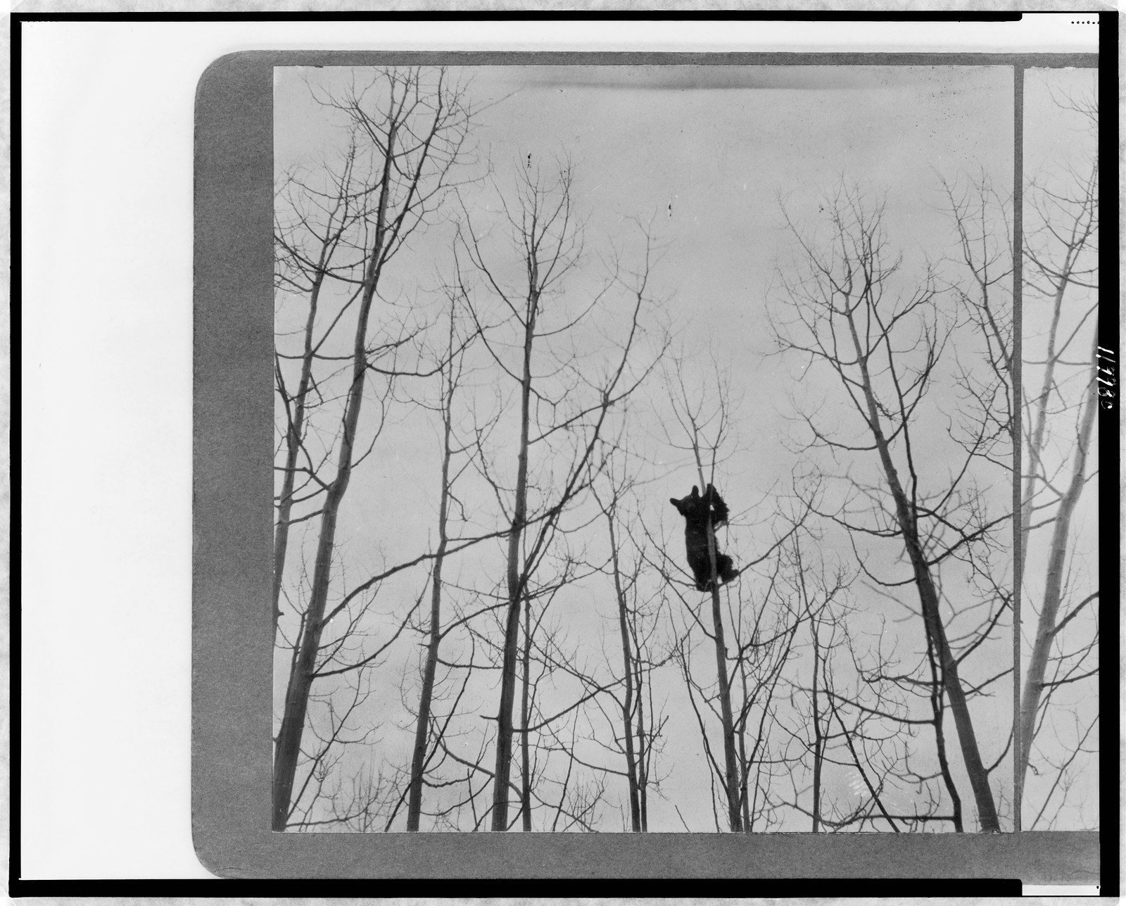 Fourth little bear, c1905. — historic photograph