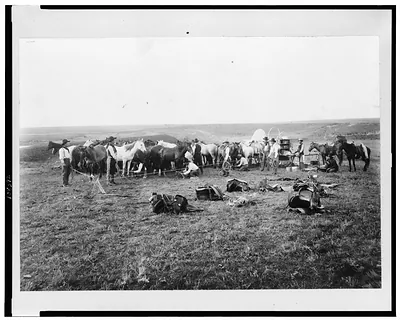 [Cowboys hobbling horses]