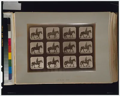 Horses. Trotting