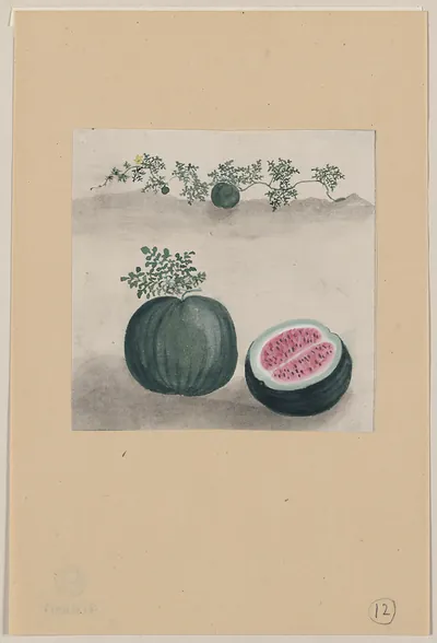 Watermelon