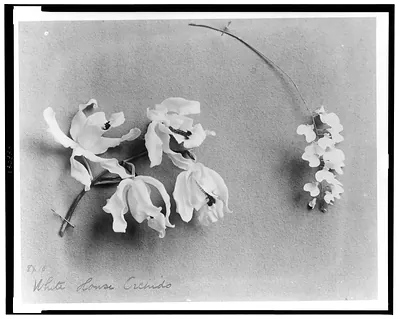 White House orchids