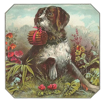Dog carrying a bundle of sticks tied with red ribbon