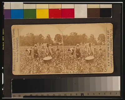 In the cotton fields of Georgia