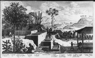 [West Indies: manufacture of indigo]