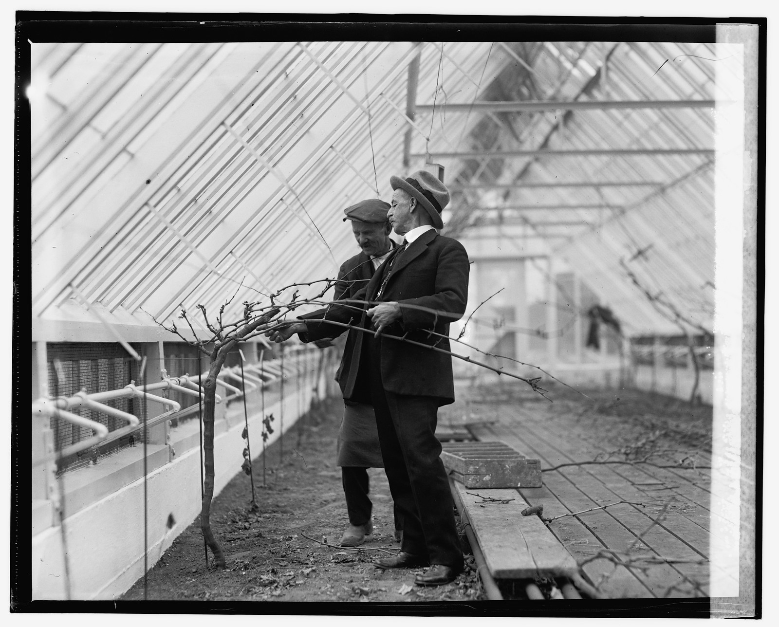 Prof. George Husmann of Ag. Dept. in grapery, 1/26/25, [19]25 January 26. — historic photograph