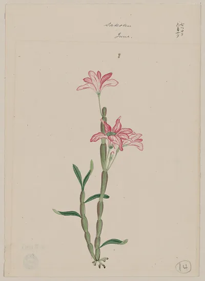 [Japanese drawing]