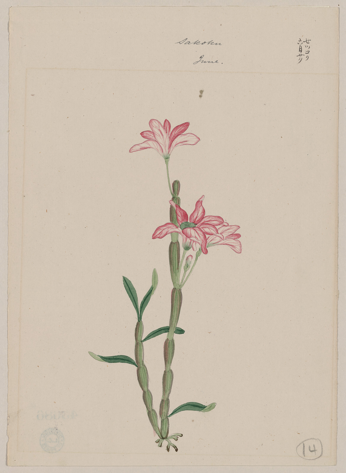 [Japanese drawing], 1750 — historic drawing