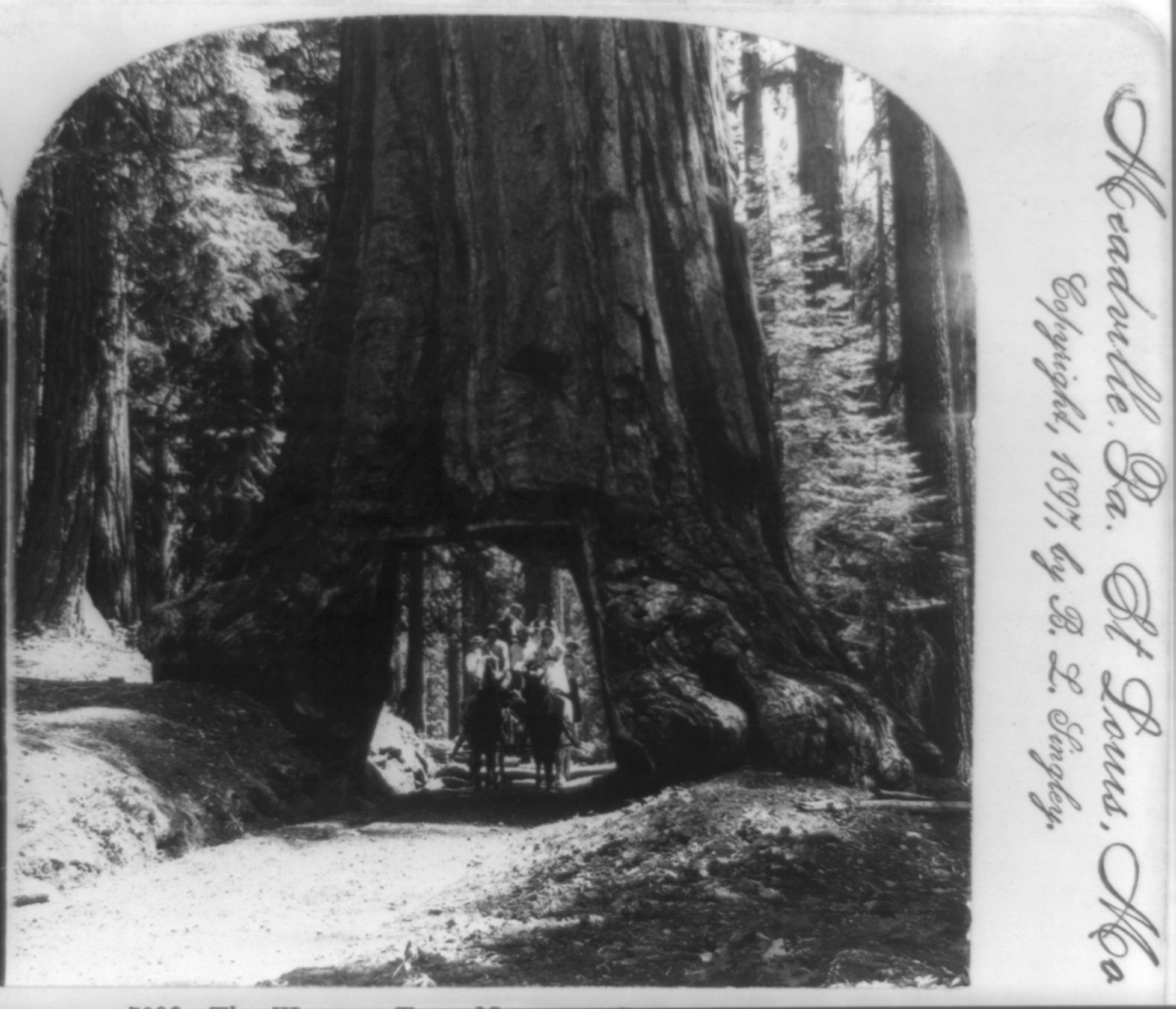 The Wawona tree, Maraposo [i.e. Mariposa] Grove, Cal., U.S.A., Meadville, Pa. : Keystone View Co., c1897. — stereograph