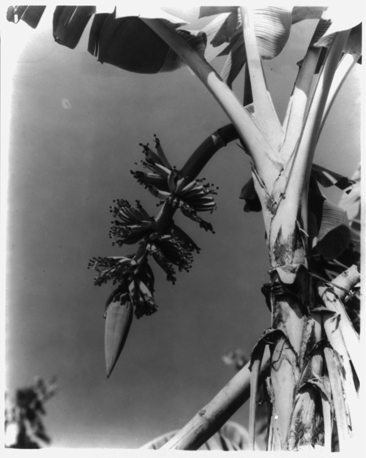 [Central America], 1948 — historic photograph